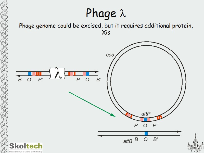 Phage l Phage genome could be excised, but it requires additional protein, Xis